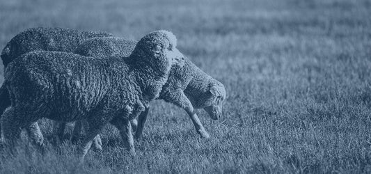 Merino Extrafine – A lágyság és a minőség esszenciája