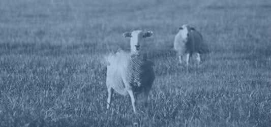 Super Geelong – A Gyapjúluxus Legfinomabb Oldala