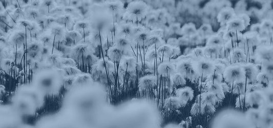 Filo di Scozia – A Pamut Legnemesebb Kifejezése