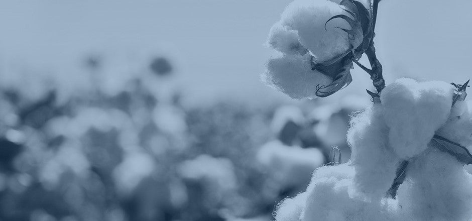 Fresh Cotton – A Pamut Tisztasága