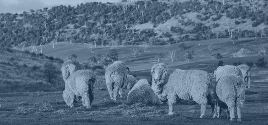 Super Tasmania – A Kivételes Gyapjú